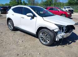 2025 Lexus NX 350 Luxury